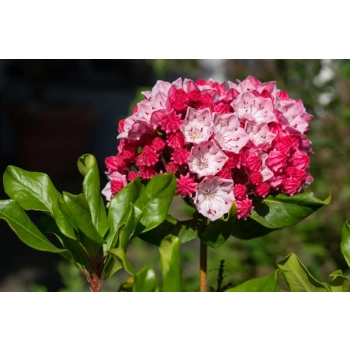 KALMIA Ginkona - sadzonki 30 / 50 cm