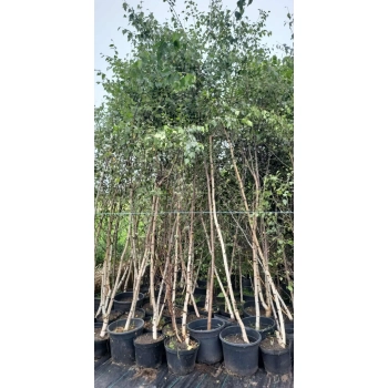 BRZOZA BRODAWKOWATA DUŻA - sadzonki 250 / 350 cm