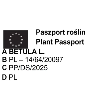 BRZOZA PAPIEROWA biała oryginalna - sadzonki 30 / 50 cm