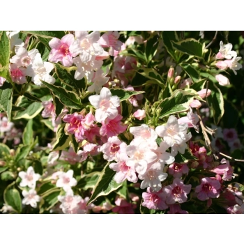KRZEWUSZKA WEIGELA Nana Variegata - sadzonki 5 / 15 cm