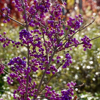 PIĘKNOTKA Bodiniera Profusion - sadzonki 30 / 40 cm