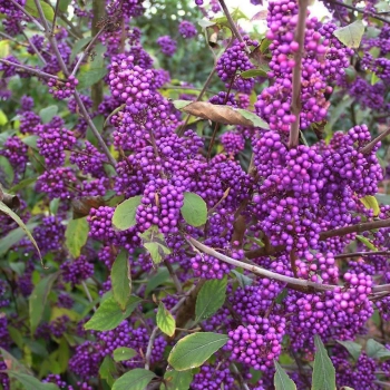 PIĘKNOTKA Bodiniera Profusion - sadzonki 30 / 40 cm