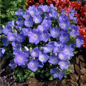 DZWONEK KARPACKI Blaue Clips - sadzonki 10 / 20 cm