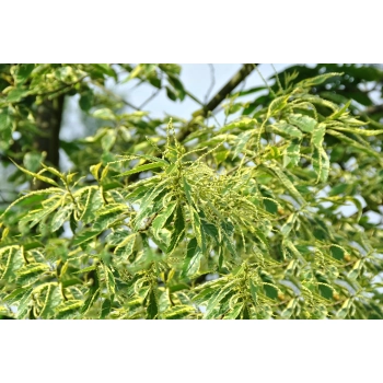 KASZTAN JADALNY szczepiony Aspleniifolia - sadzonki 60 / 80 cm