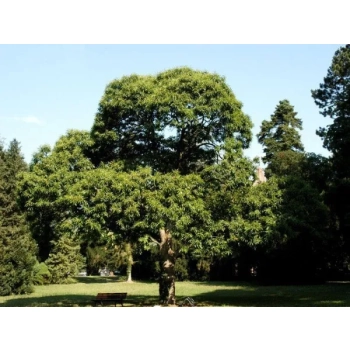 KASZTAN JADALNY szczepiony Aspleniifolia - sadzonki 60 / 80 cm