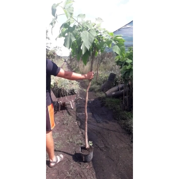 CATALPA KATALPA na pniu kulista szczepiona - sadzonki 100 / 130 cm