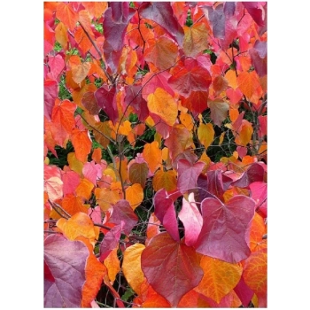 JUDASZOWIEC KANADYJSKI SZCZEPIONY Forest Pansy purpurowy - sadzonki 90 / 110 cm