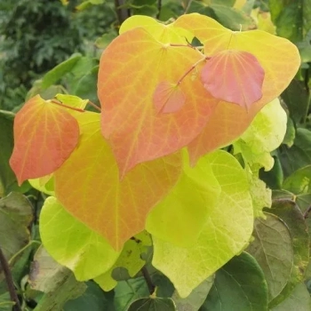 JUDASZOWIEC ZŁOTY KANADYJSKI SZCZEPIONY Hearts of Gold - sadzonki 40 / 60 cm