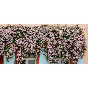CLEMATIS POWOJNIK GÓRSKI różowy - sadzonki 10 / 20 cm