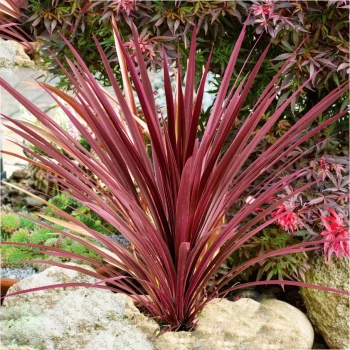 KORDYLINA AUSTRALIJSKA Red Sensation - sadzonki 20 / 30 cm