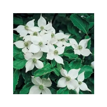 DEREŃ KOUSA NA PNIU - sadzonki 80 / 100 cm