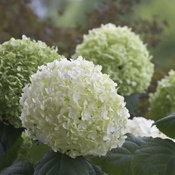 HORTENSJA DRZEWIASTA Bounty - sadzonki 60 / 80 cm