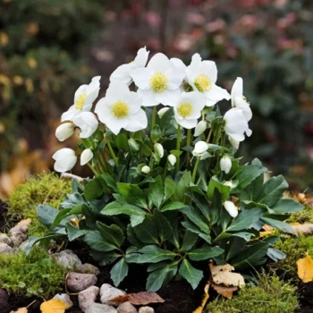 CIEMIERNIK biały zimozielony - sadzonki 10 / 15 cm