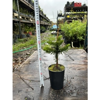 Araukaria Chilijska Małpie drzewo - sadzonki 15 / 30 cm
