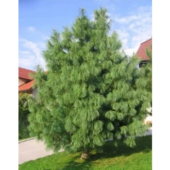 SOSNA HIMALAJSKA długie igły - sadzonki 80 / 100 cm
