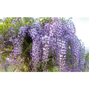 GLICYNIA WISTERIA szczepiona biało - fioletowa - sadzonki 120 / 150 cm
