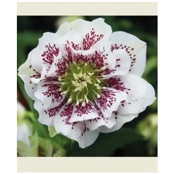 CIEMIERNIK biało-purpurowy - sadzonki 10 / 15 cm