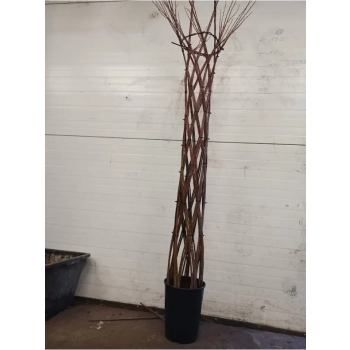 WIERZBA pleciona duża - sadzonki 160 / 180 cm