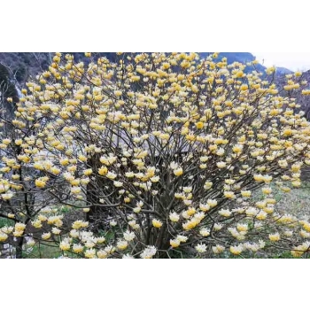 EDGEWORTHIA papierodajna kwitnie zimą - sadzonki 60 / 80 cm