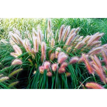 TRAWA ROZPLENICA Red Head - sadzonki 30 / 50 cm