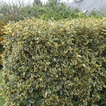 OLIWNIK Gilt Edge zimozielony - sadzonki 20 / 30 cm