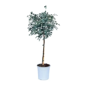 EUKALIPTUS na pniu niebieski odstraszacz komarów - sadzonki 60 / 80 cm