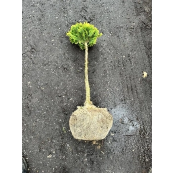 BONSAI Cyprysik Lawsona Ivonne na pniu kulisty - sadzonki 90 / 120 cm