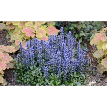 DĄBRÓWKA ROZŁOGOWA - sadzonki 10 / 15 cm