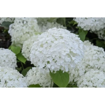 HORTENSJA ANABELLE na pniu - sadzonki 70 / 80 cm