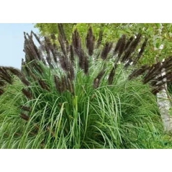 TRAWA ROZPLENICA Black Beauty Pakiet 10 sztuk - sadzonki 40 / 60 cm