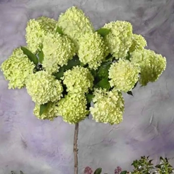 HORTENSJA pistacjowo-różowa na pniu - sadzonki 70 / 100 cm