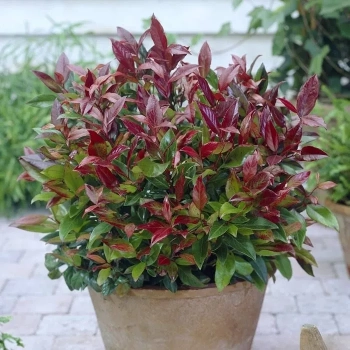 KIŚCIEŃ SCARLETTA ZEBLID zimozielone - sadzonki 10 / 20 cm