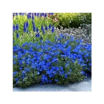 LITODORA Heavenly Blue - sadzonki 5 / 10 cm