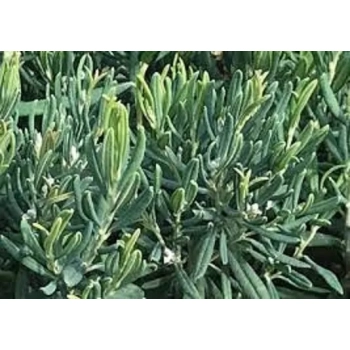 MODRZEWNICA pospolita - sadzonki 10 / 20 cm