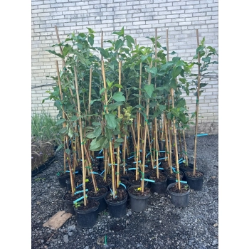HORTENSJA niebieska na pniu szczepiona - sadzonki 60 / 80 cm