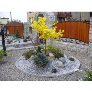 FORSYCJA na pniu słońce w ogrodzie - sadzonki 140 / 160 cm