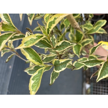 KRZEWUSZKA WEIGELA na pniu z DWUKOLOROWYM LIŚCIEM - sadzonki 100 / 120 cm