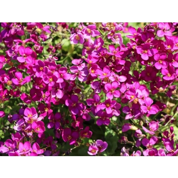 GĘSIÓWKA KAUKASKA Deep Rose - sadzonki 10 / 20 cm