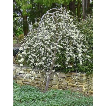 JUDASZOWIEC KANADYJSKI Vanilla Twist zwisający SZCZEPIONY - sadzonki 40 / 60 cm