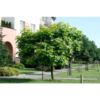 CATALPA KATALPA NA PNIU SZCZEPIONA AURENA -ŻÓŁTA - sadzonki 160 / 180 cm