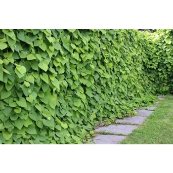 KOKORNAK pnącze ARISTOLOCHIA MACROPHYLLA odporna na mróz - sadzonki 80 / 100 cm