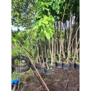 CATALPA KATALPA NANA szczepiona na pniu - sadzonki 160 / 190 cm