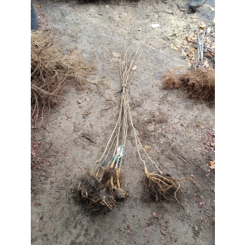 GLEDICZJA TRÓJCIERNIOWA miododajna - sadzonki 150 / 180 cm
