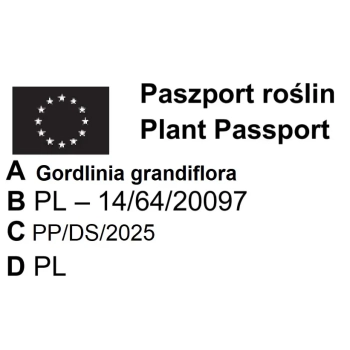 GORDLINIA wielkokwiatowa - sadzonki 80 / 100 cm