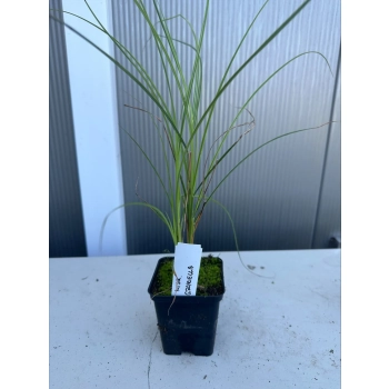 TRAWA MISKANT chiński graziella - sadzonki 20 / 40 cm