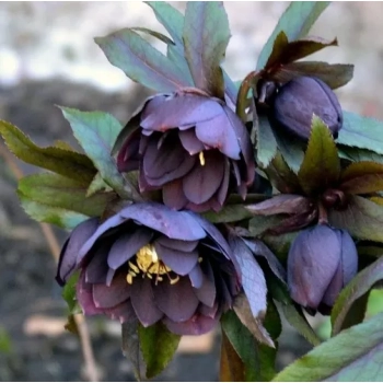 CIEMIERNIK Double Ellen Purple - sadzonki 10 / 15 cm