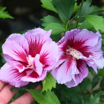 HIBISKUS NA PNIU Tower Purple - sadzonki 100 / 130 cm