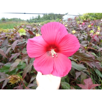 HIBISKUS Ketmia bagienny różowy bordowy liść