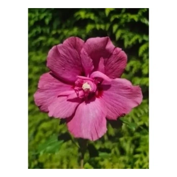 HIBISKUS NA PNIU Tower Ruby - sadzonki 80 / 100 cm