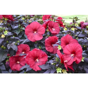 HIBISKUS Ketmia bagienny czerwony bordowy liść